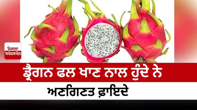 Eating dragon fruit has countless benefits Eating dragon fruit has countless benefits