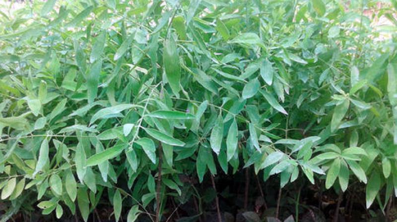 sandalwood plant