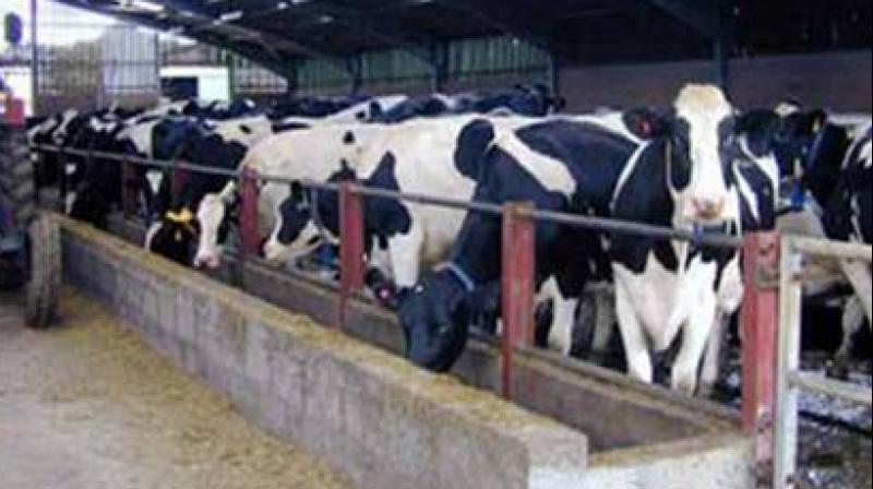 Cattles Cattles