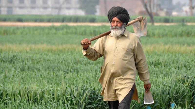 punjab agriculture punjab agriculture