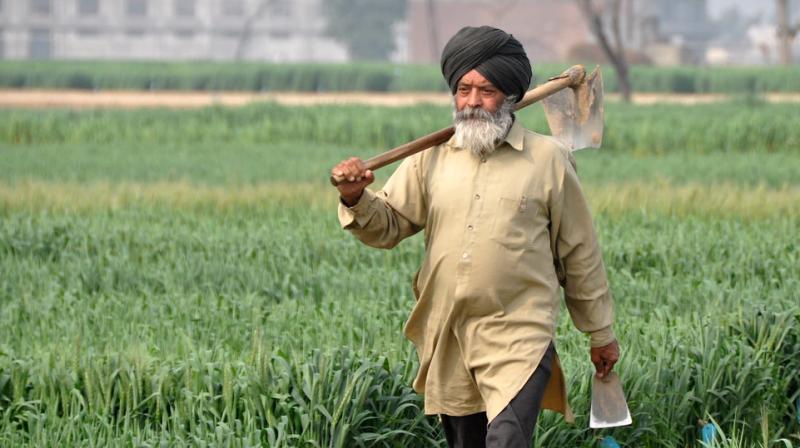 punjab agriculture