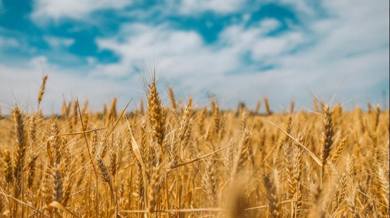 All records will be broken by Punjab in wheat yield All records will be broken by Punjab in wheat yield