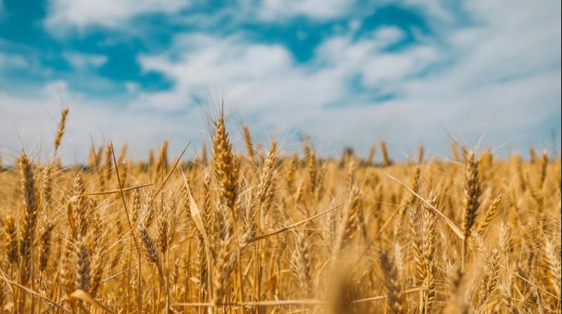 All records will be broken by Punjab in wheat yield