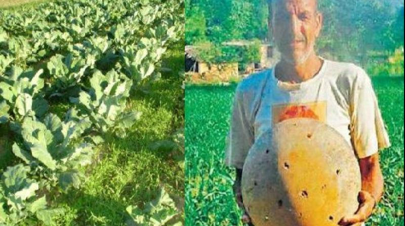 Kissan Kissan
