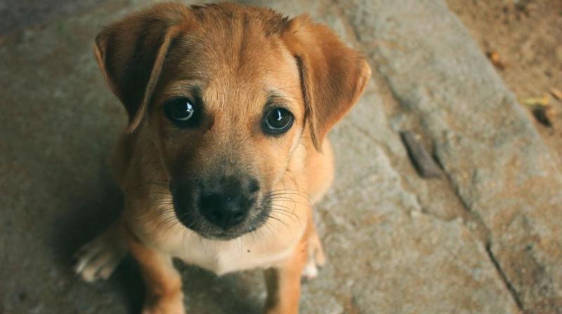 Helpless Dogs Helpless Dogs