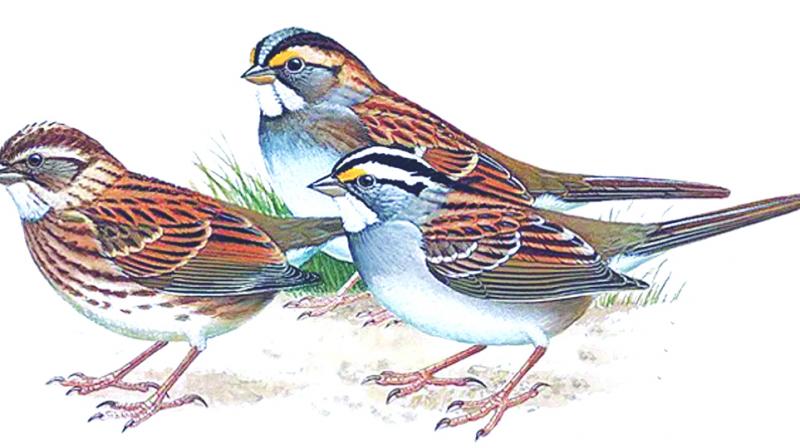 Sparrow Sparrow