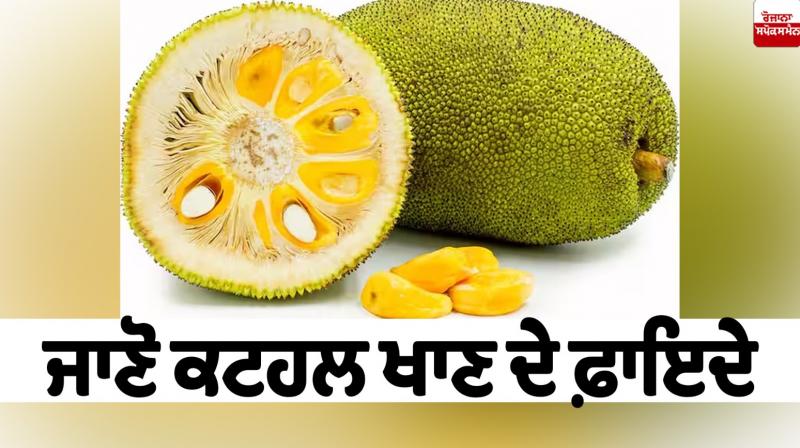 Jackfruit benefits article in Punjabi Jackfruit benefits article in Punjabi