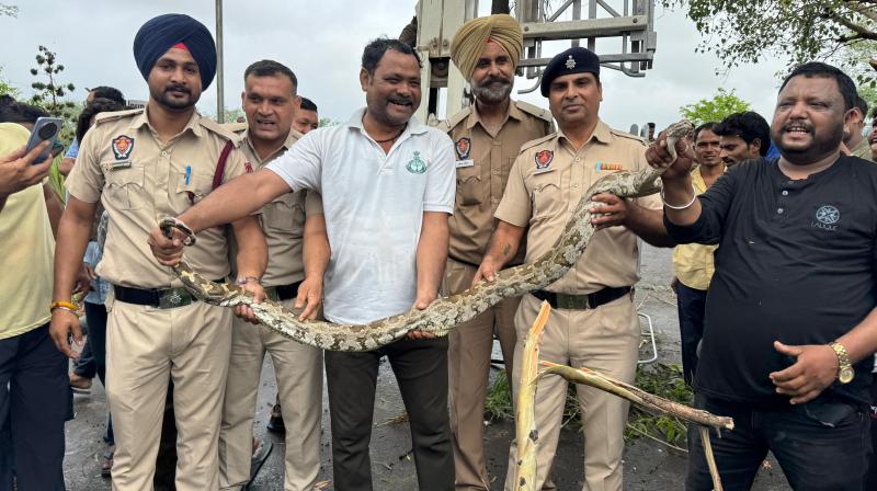 Chandigarh latest news python sukhna lake News Chandigarh latest news python sukhna lake News