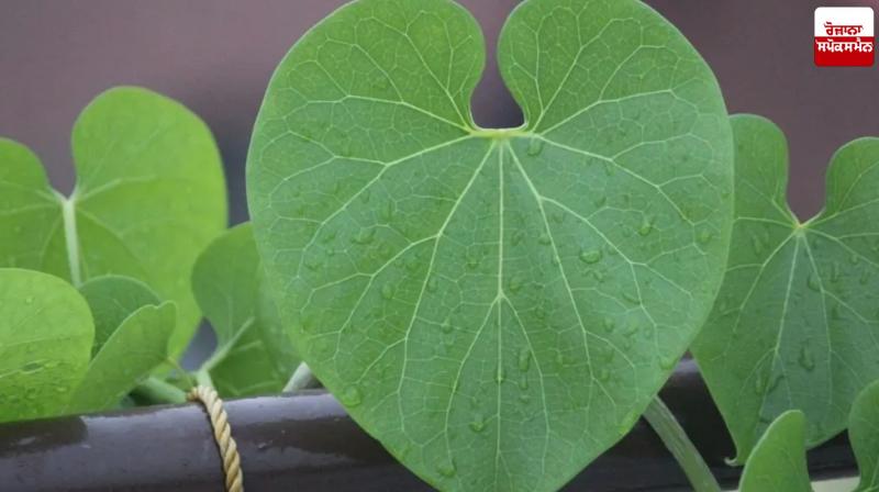 Giloy Benefits Health news in punjabi Giloy Benefits Health news in punjabi