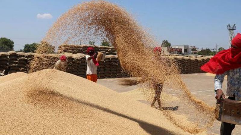 Wheat procurement Wheat procurement