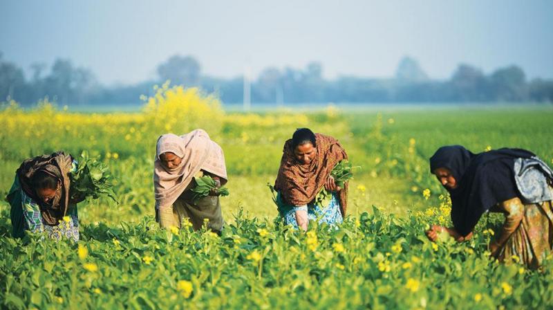 What reforms are needed in Punjab's agriculture?