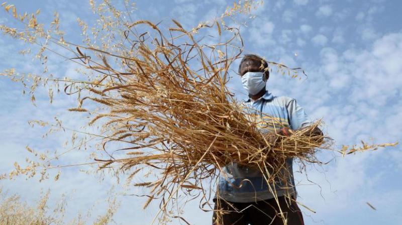 farmer farmer