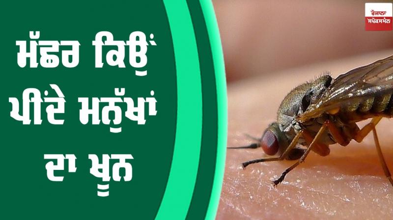 mosquito mosquito