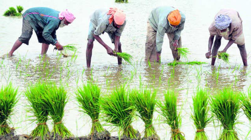 Farmer Farmer