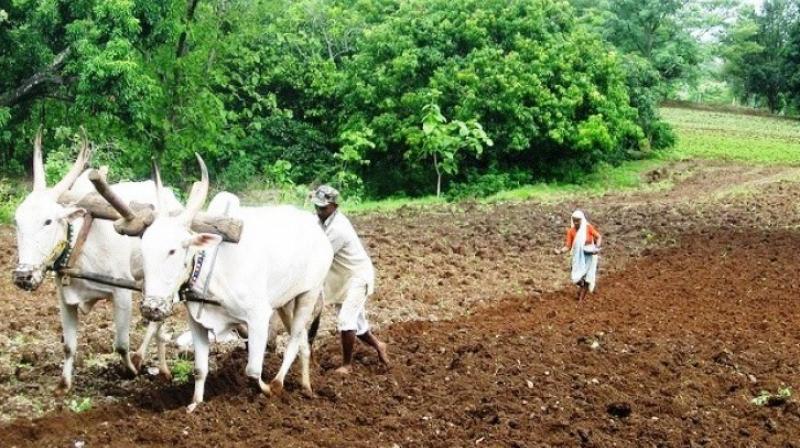 Farmer Farmer