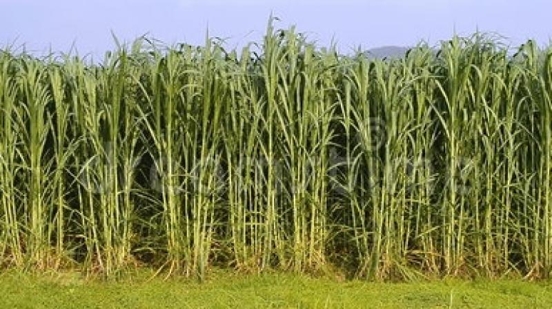Bajra napier crop Bajra napier crop