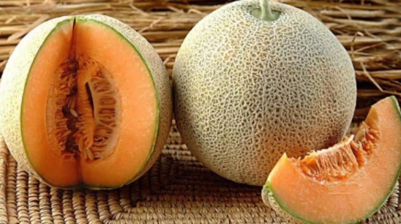 Muskmelon Muskmelon