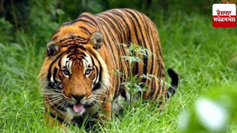 Maharashtra News: Tiger terror in this district of Maharashtra ate 9 people in 13 days Maharashtra News: Tiger terror in this district of Maharashtra ate 9 people in 13 days