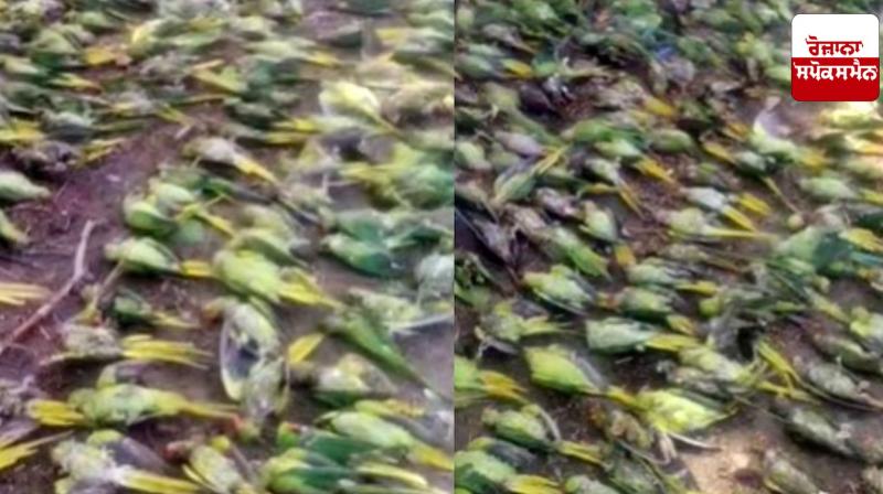 Jhansi News: More than 100 parrots died due to storm in Jhansi, Forest Department team reached the spot Jhansi News: More than 100 parrots died due to storm in Jhansi, Forest Department team reached the spot