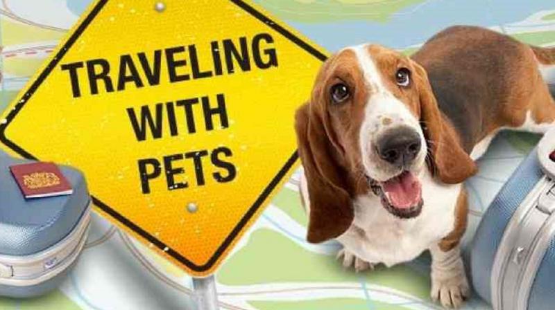 Traveling with Pets Traveling with Pets