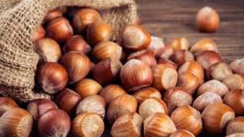 Hazelnut is beneficial in diseases like diabetes, BP, heart and cancer Hazelnut is beneficial in diseases like diabetes, BP, heart and cancer