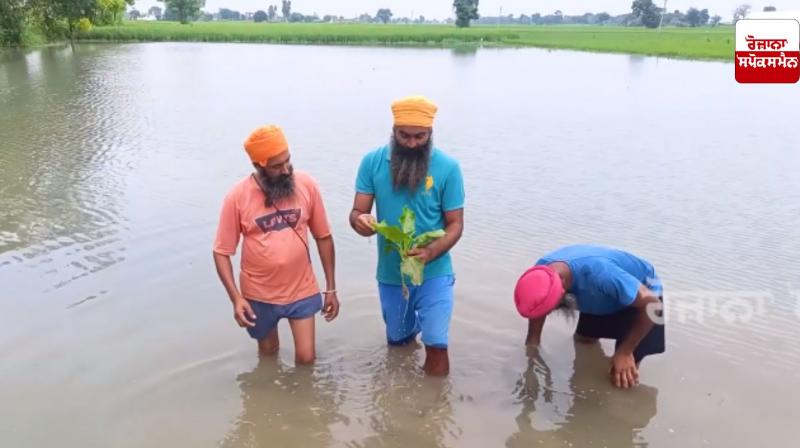 The plight of farmers in the villages of Tarn Taran due to floods is not visible. The plight of farmers in the villages of Tarn Taran due to floods is not visible.