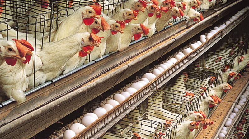 poultry farm poultry farm