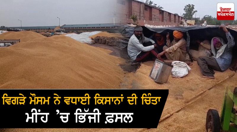 Wheat crop soaked in rain