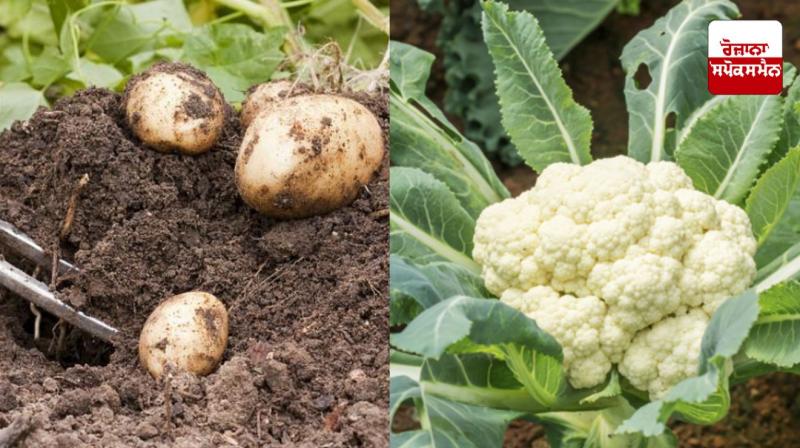 Diseases will not affect cabbage and potatoes if farmers pay attention to these things Diseases will not affect cabbage and potatoes if farmers pay attention to these things