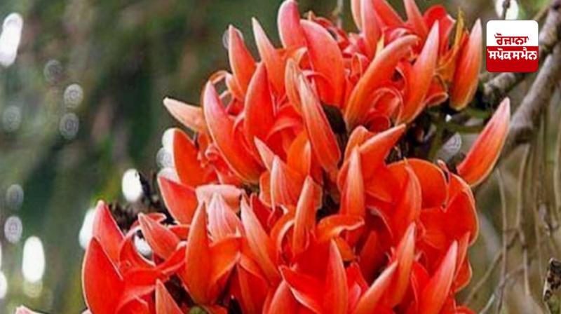 Palash flowers have many Ayurvedic properties. Palash flowers have many Ayurvedic properties.