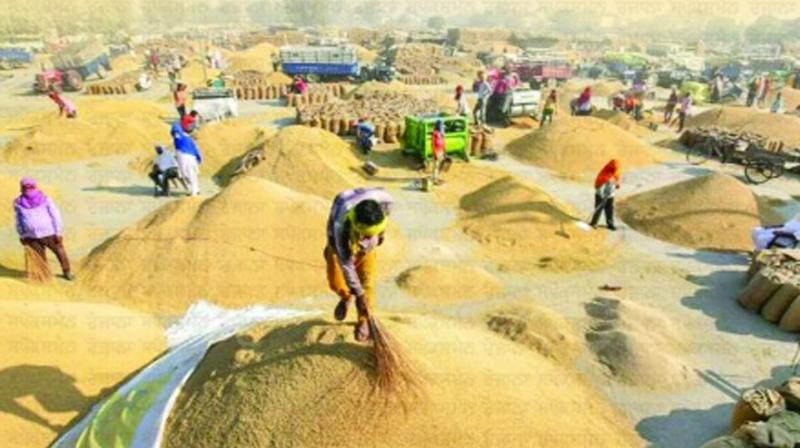 185 lakh tonnes of paddy will be purchased from Punjab for central storage! 185 lakh tonnes of paddy will be purchased from Punjab for central storage!