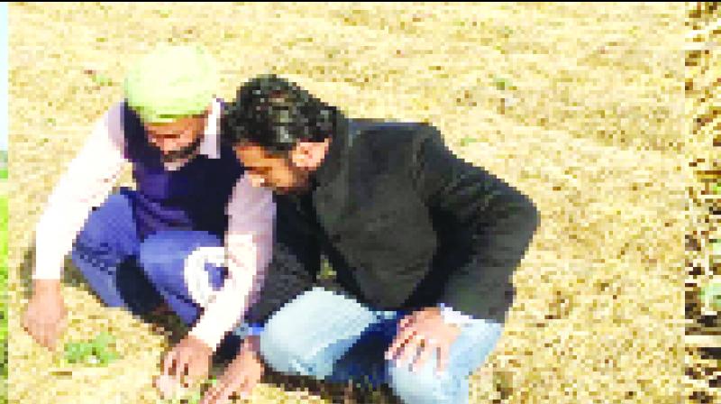 The Farmer Nangal Aadaniya The Farmer Nangal Aadaniya