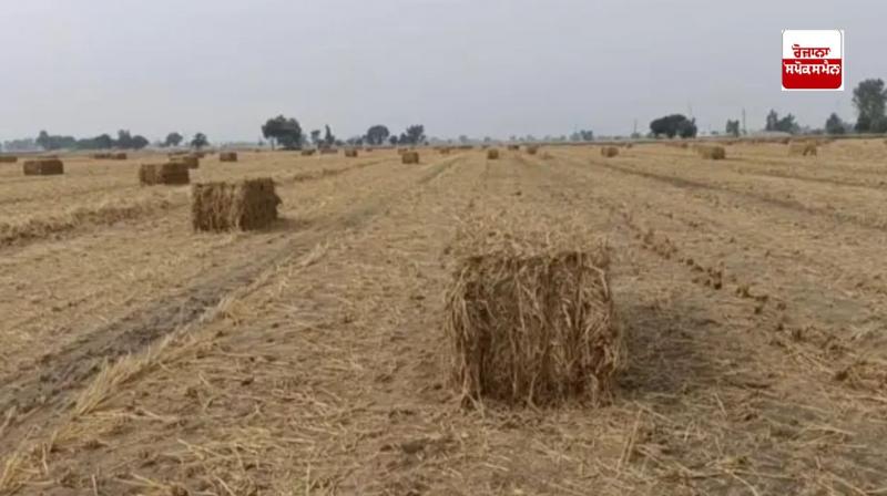 How to maintain stubble