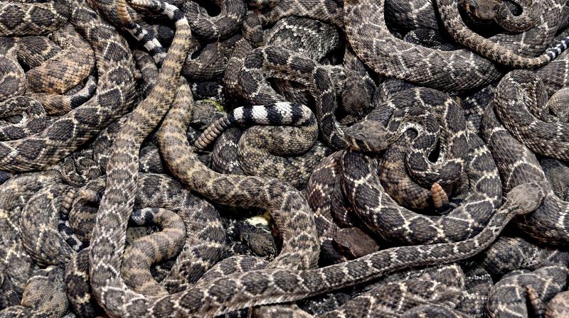 45 dangerous snakes found at home