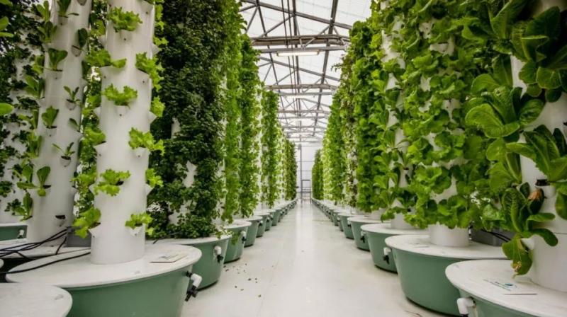 Vertical farming Vertical farming