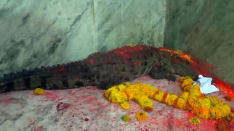 Crocodile enters Khodiyar Mataji Temple in Gujarat Crocodile enters Khodiyar Mataji Temple in Gujarat