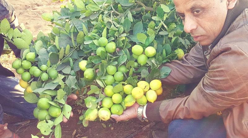 Lemon Farming Lemon Farming