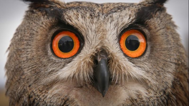 owls are being used in Black Magic owls are being used in Black Magic
