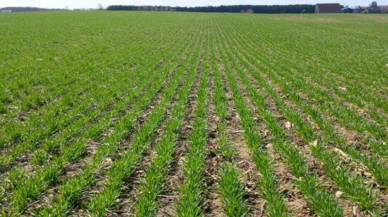 Wheat Wheat