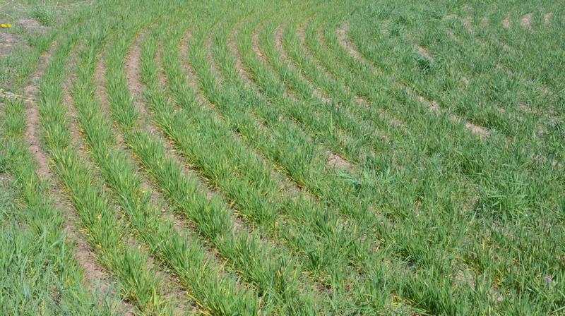 Wheat Wheat