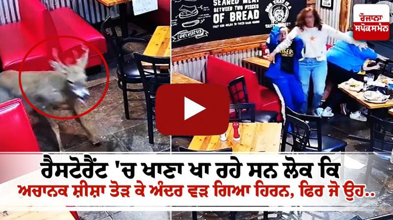 The deer entered the restaurant The deer entered the restaurant