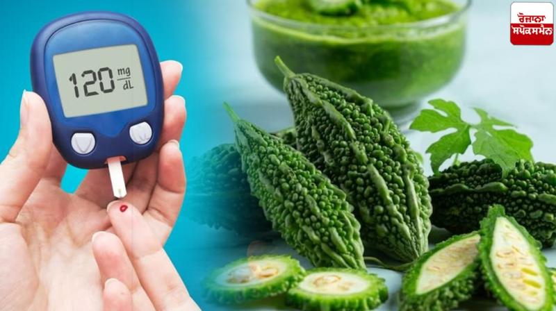 Bitter gourd is beneficial in many diseases, not just diabetes Health News Bitter gourd is beneficial in many diseases, not just diabetes Health News