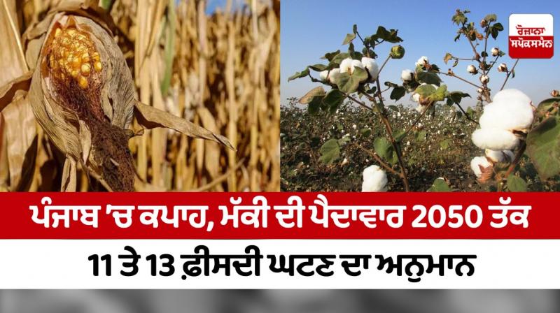  Production of cotton and maize in Punjab is estimated to decrease by 11 and 13 percent by 205