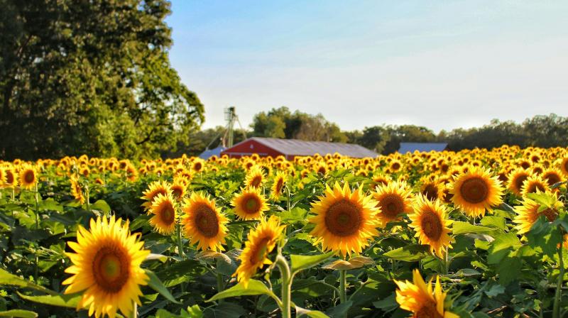 Sunflower crop Sunflower crop