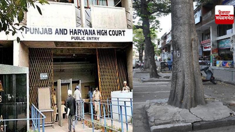 Concrete enclosures around trees in Mohali Concrete enclosures around trees in Mohali