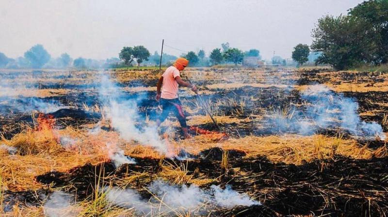  The Center rejected the offer to give cash to the farmers who did not burn the stubble