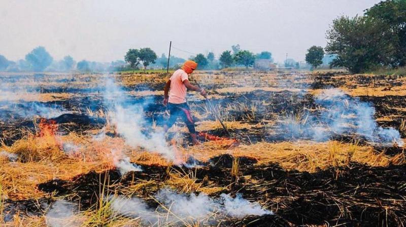 The Center rejected the offer to give cash to the farmers who did not burn the stubble The Center rejected the offer to give cash to the farmers who did not burn the stubble