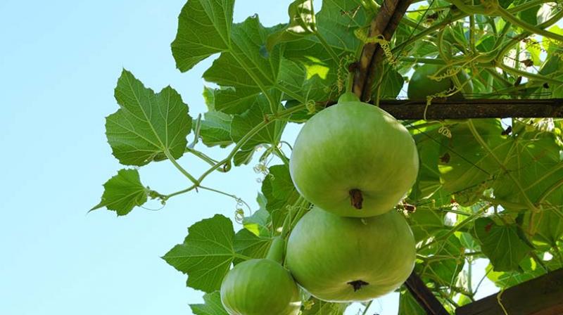 Eating tinda has exceptional benefits, many diseases are removed Eating tinda has exceptional benefits, many diseases are removed