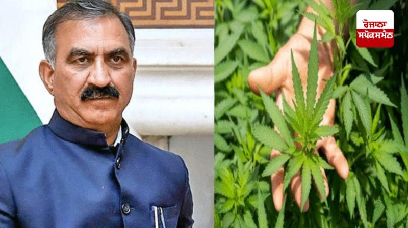 Cabinet approves report on hemp cultivation in Himachal Pradesh Cabinet approves report on hemp cultivation in Himachal Pradesh
