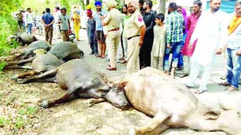 The death of six buffaloes due to a current The death of six buffaloes due to a current